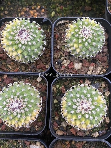 Turbinicarpus pulcherrimus