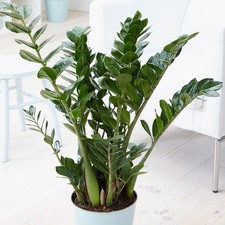Pianta zamioculcas in - di,