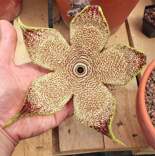 Edithcolea grandis filtu - edithcolea, (filtu