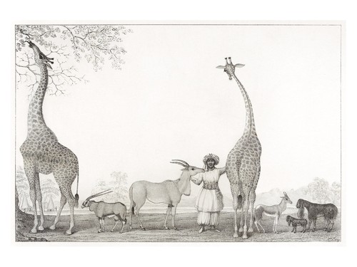 Poster vintage giraffe e - poster,