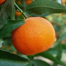 PIANTA DI CLEMENTINO innesto