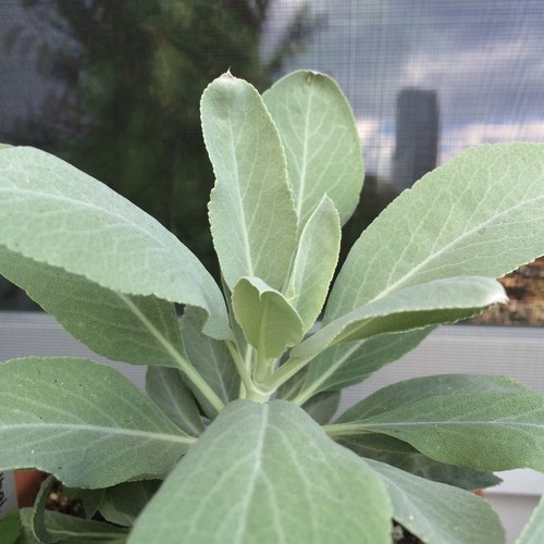 Salvia affumicata - salvia,