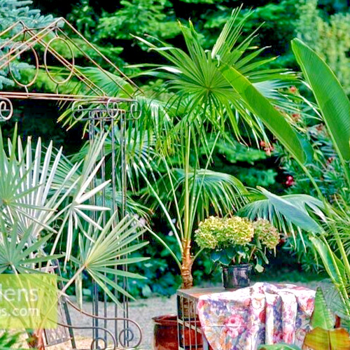 Coccothrinax argentea