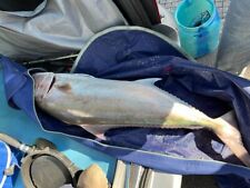 giubbino alutecnos da tonno e ricciola