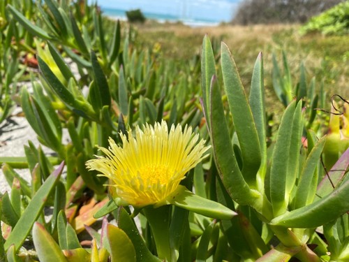 Carpobrotus edulis fiori - carpobrotus,