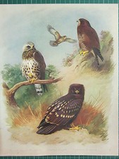 Stampa D'epoca 1915 Di Uccelli