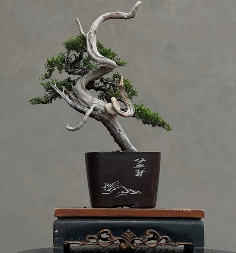 Albero vivo juniperus
