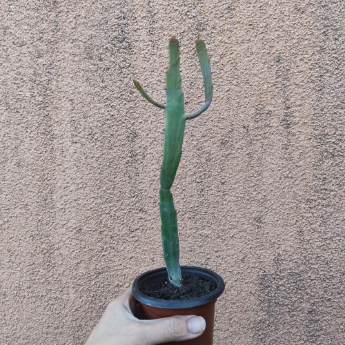 Pianta vaso euphorbia - 1,