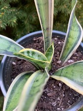 Rara sansevieria trifasciata - rara,