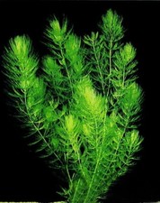 Ceratophyllum demersum - ceratophyllum,