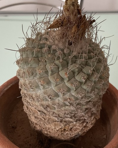 Cactus strombocactus - cactus,