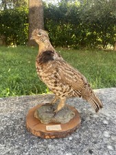Pernice Ruffed Canadese,  Uccello imbalsamato.
