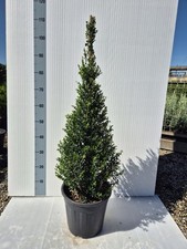 Agrifoglio Giapponese 'Ilex