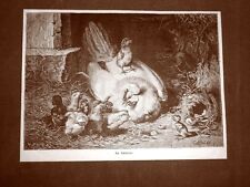 Incisione del 1881 La chioccia o gallina e i suoi pulcini Autore da identificare