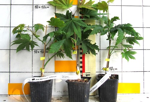 Acer japonicum vitifolium - acer, "vitifolium"