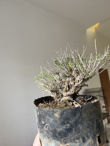 Bonsai timo thymus - bonsai, vulgaris