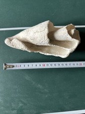 Fossile Conus  - Pleistocene