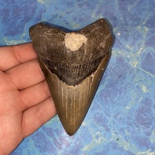 Megalodonte dente squalo - megalodonte,