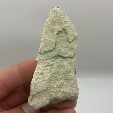 Dente di squalo megalodonte