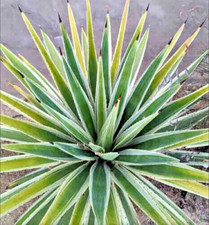 AGAVE angustifolia marginata Vaso Ø 7 cm AGAVES Variegated SUCCULENTS No CAUDEX