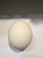 Guscio d'uovo di struzzo vuoto