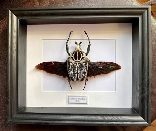 Tassidermia magnifico goliath - tassidermia,