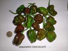 PEPERONCINO HABANERO CHOCOLATTO 250 Gr - 10€ FRESCO 