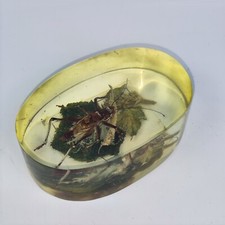 ESEMPLARE CAMPIONE DI INSETTO SCARAFAGGIO IN RESINA CREAZIONE a firma ENRICHETTI