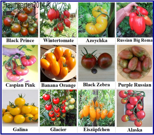 Pomodoro assortimento 12 - pomodoro,