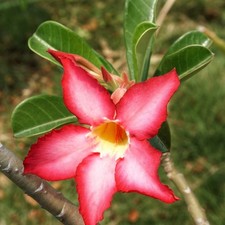 Rosa del deserto adenium - deserto, (adenium