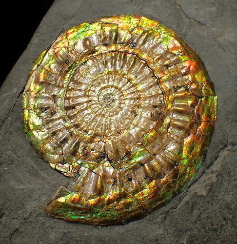 Iridescent caloceras display - iridescent,