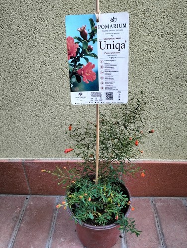 Melograno nano uniqa pianta - melograno,