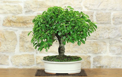Bonsai ciliegio selvatico - ciliegio,