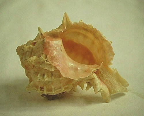 Conchiglia rosa mela murex