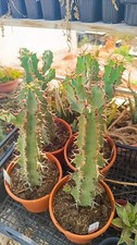 Euphorbia coerulescens