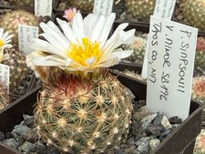 Pediocactus simponii 196 - sb,