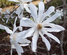 Magnolia stellata - magnolia