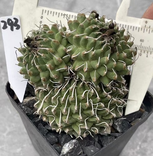 Turbinicarpus schmiedickeanus - turbinicarpus,