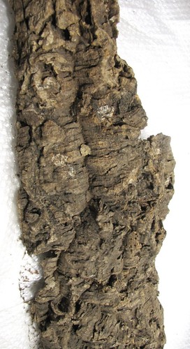 Corteccia sughero naturale - corteccia,