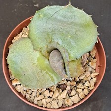 Agave marmorata cv. "Papilio