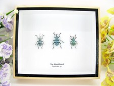 3 Blue Weevil Beetle -
