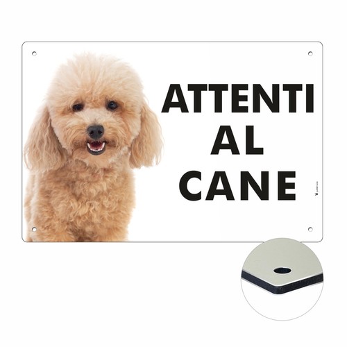 Barboncino attenti cane - barboncino, al
