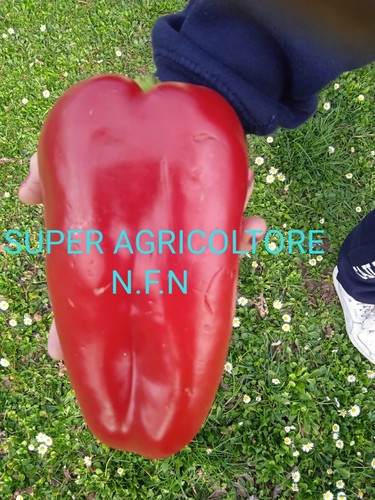 Semi peperone rosso - peperone,