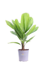 Pianta di Licuala Grandis palma tropicale vera ornamentale da arredo interno