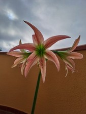 Hippeastrum ELn2 X CM-  10 seeds, Amaryllis