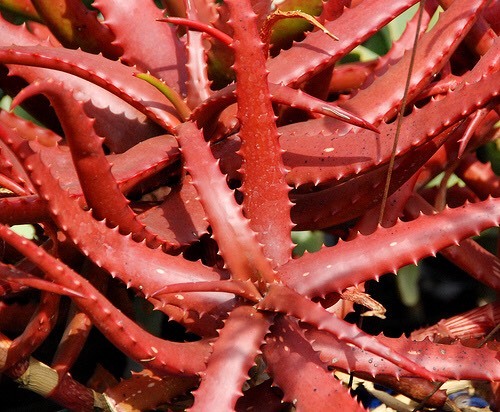 Aloe cameronii vera - aloe,