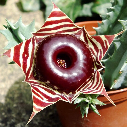Huernia keniensis fma - ., zebrina