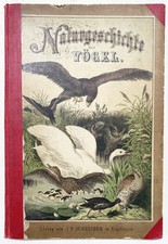 Ornithologie Zoologie Kinderbuch / Schubert -  Naturgeschichte der Vögel 1878