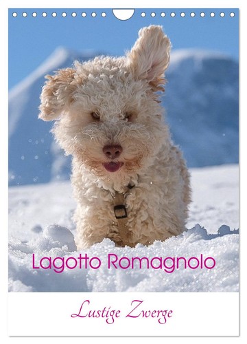 Lagotto romagnolo lustige - romagnolo,