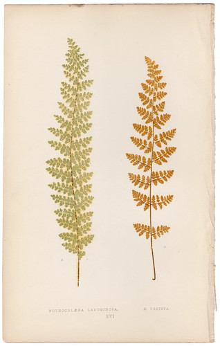 Antica stampa botanica 1872